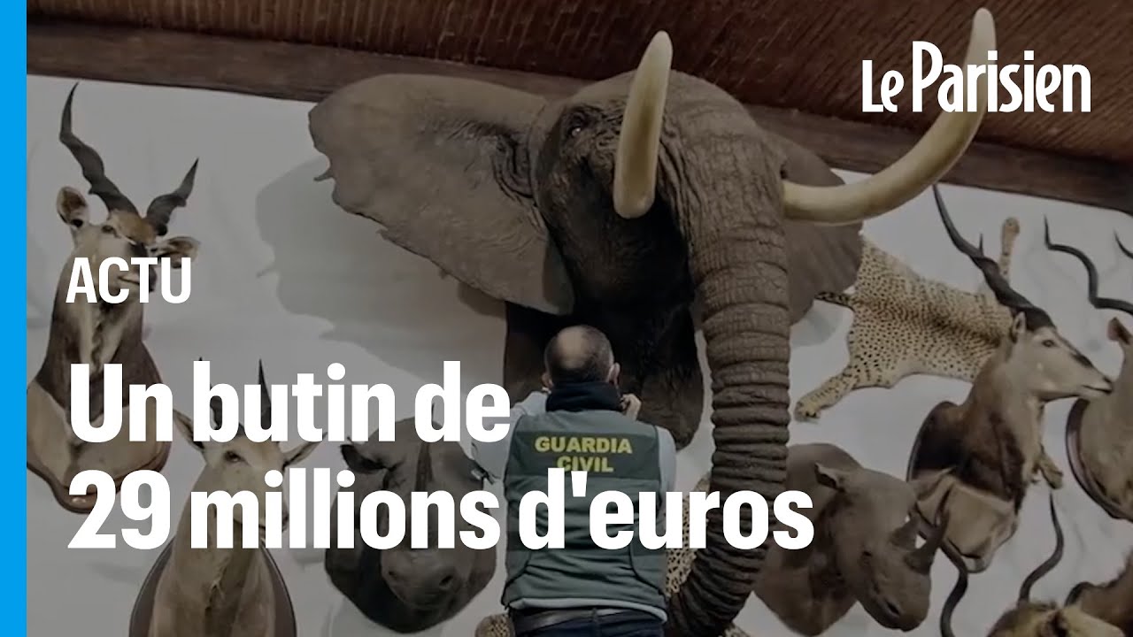 Tigres, éléphants... plus de 1000 animaux empaillés saisis par la garde civile en Espagne