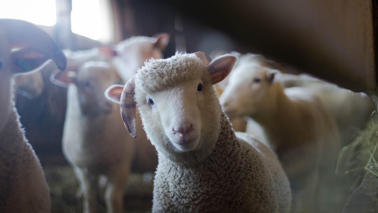 Trading Psychology Podcast Ep37: Herd Mentality