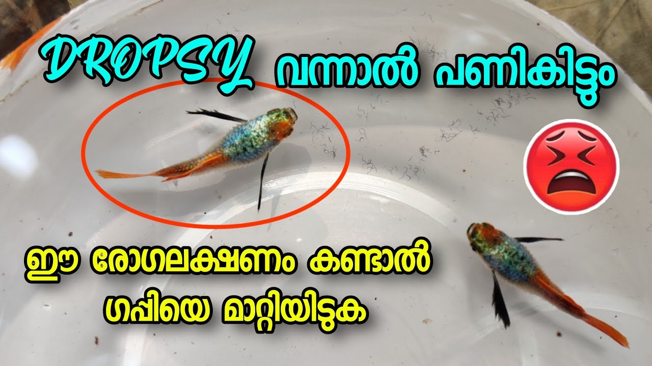 ഗപ്പികളിലെ രോഗങ്ങൾ എങ്ങനെ തടയാം | GUPPY FISH CARING TIPS | GUPPY DROPSY MEDICINE | #technical |