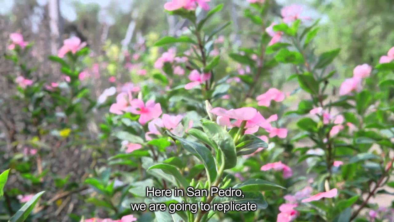 Financially Self-sustainable Agricultural Schools