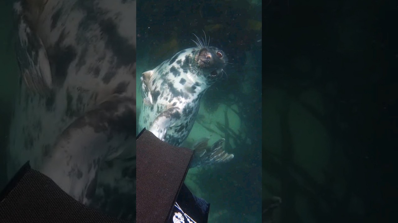 Awesome encounter with a Grey Seal whilst Freediving In the UK