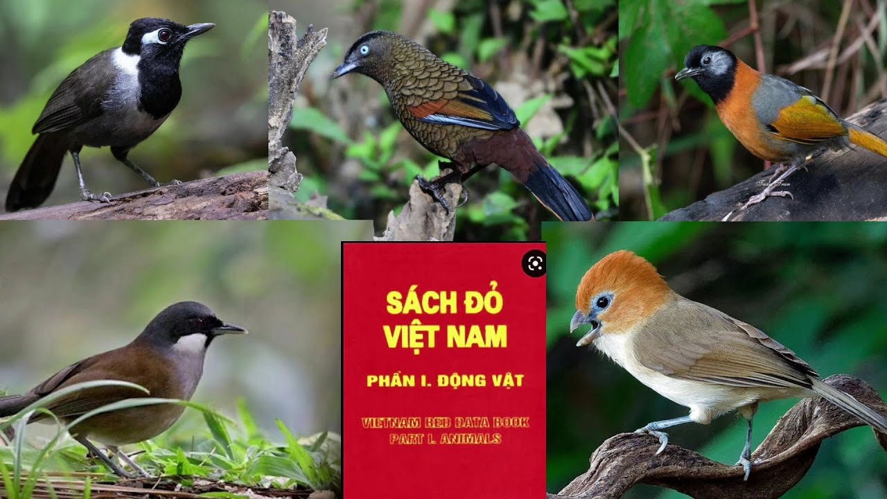 📕 Sách Đỏ Việt Nam | Những loài Khuớu quý hiếm có tên trong Sách đỏ - 2021 || Đạt Bird TV