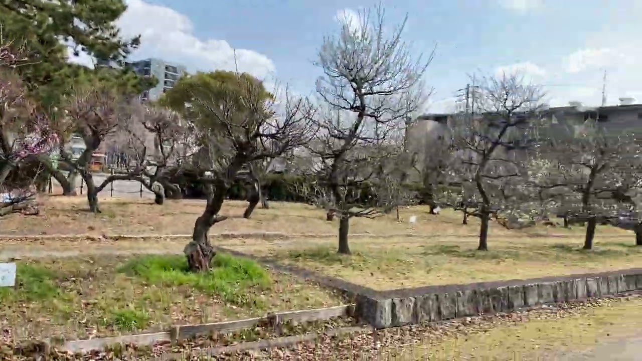 【ウメ】荒子公園(前田利家•荒子梅苑)2026年2月中旬