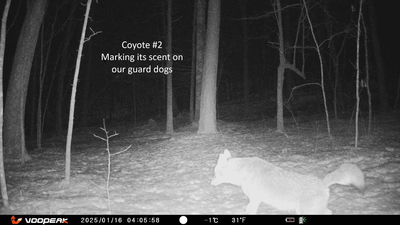 Coyotes Teasing our Great Pyrenees again! Guard Dog at Work - Backyard Trail Camera