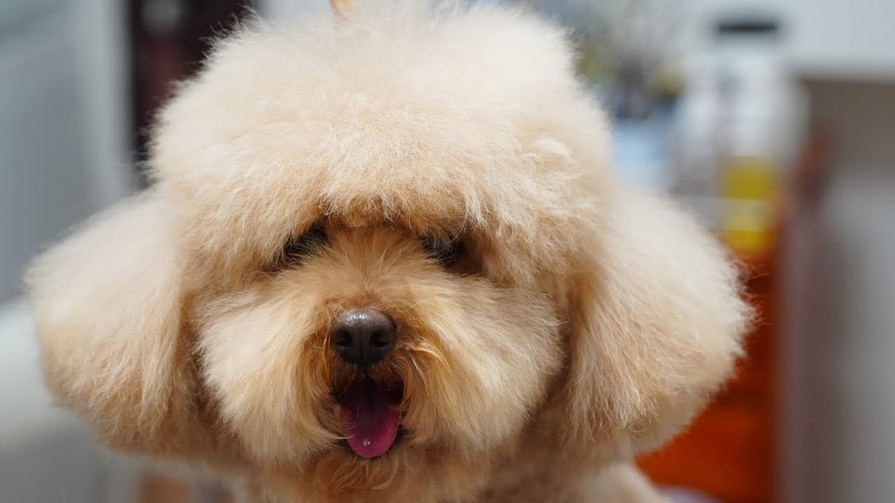 どんな仕上がりになると思いますか？【プードルカット】Dog Salon PAPAのカット動画　2022年＃5