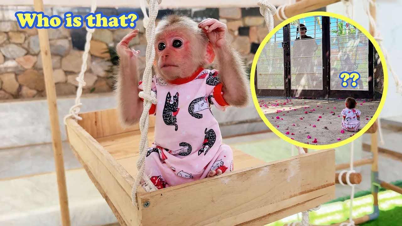 Monkey Kyo was unexpectedly visited by Miss Ngan after many days!