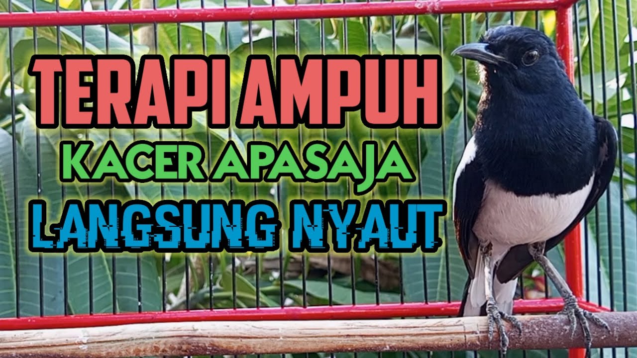Terapi kacer, pancingan kacer ngeplong tarung inimer4ngs4ng kacer agar cepat bunyi gacor!
