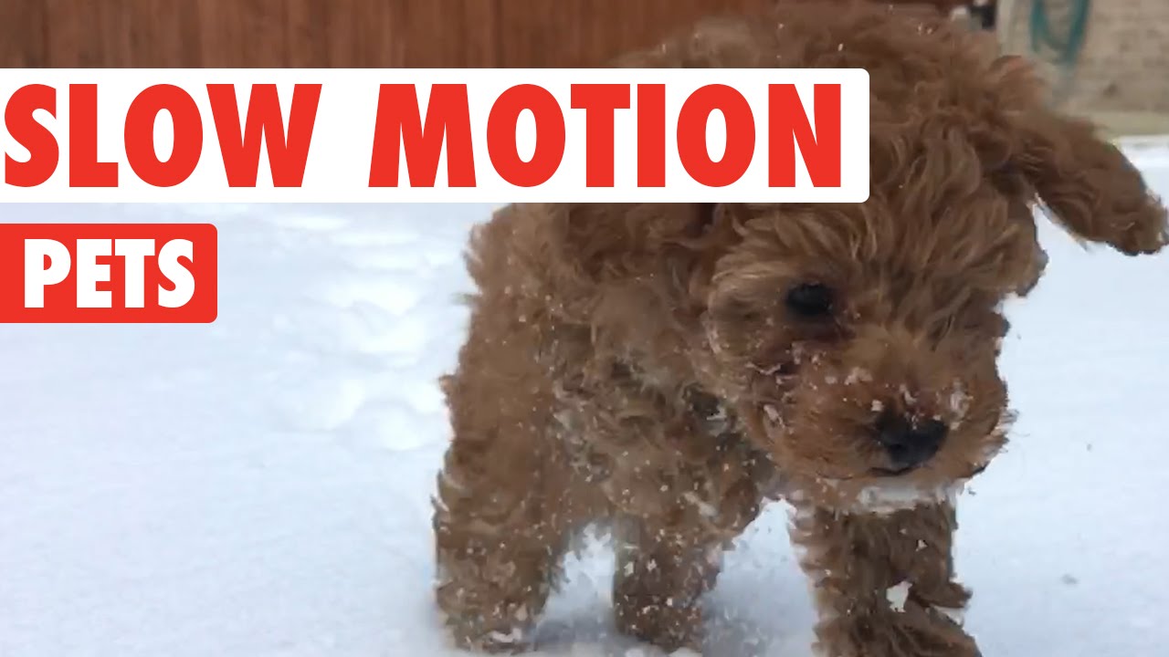 Amazing Slow Motion Pets Video Compilation 2016