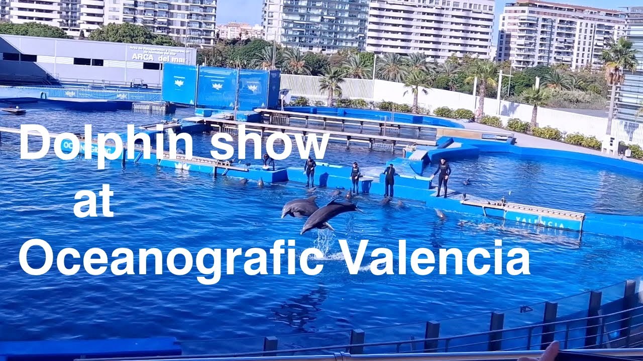 Oceanografic Valencia Dolphin Show