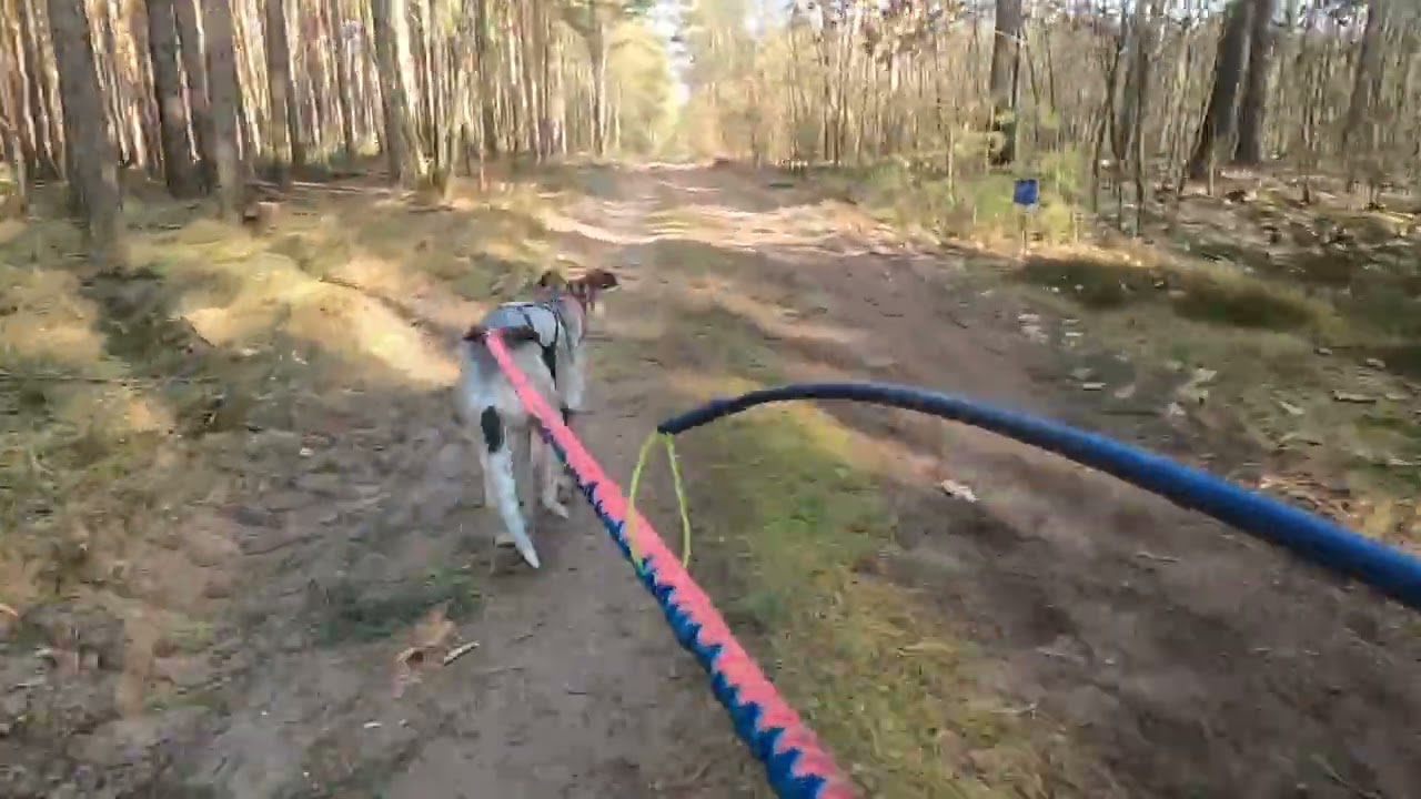 Zughunderennen Apenburg // Mono 4,3m
