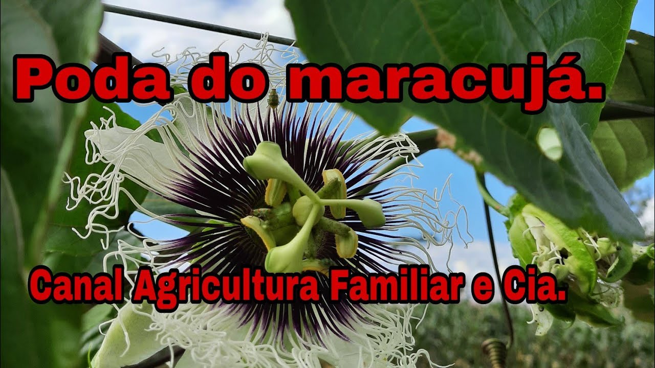 Como fazer a poda de formação do maracujazeiro, produção de maracuja.