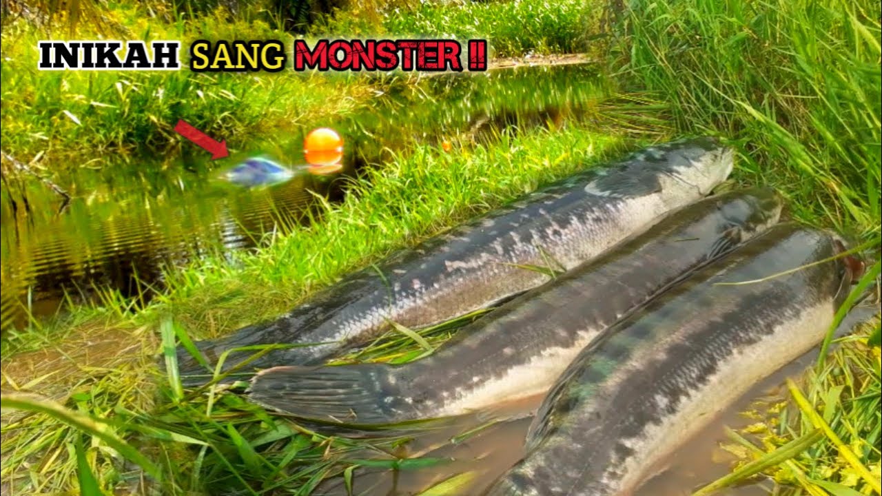 GILA PARAHH‼ PEMANCING TOMAN INI SAMPAI KEHABISAN UMPAN AKIBAT TERLALU LAPAR IKAN NYA #AS-182