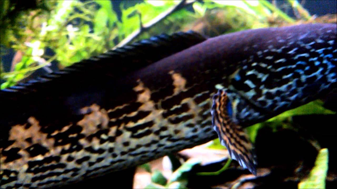 500l Planted Aquarium - The Golden Cobra Snakehead