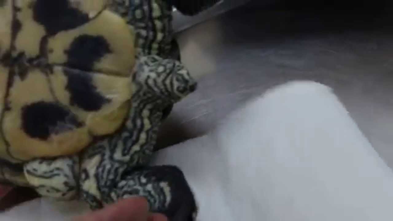 A 16-year-old terrapin is paralysed in his hind limbs.