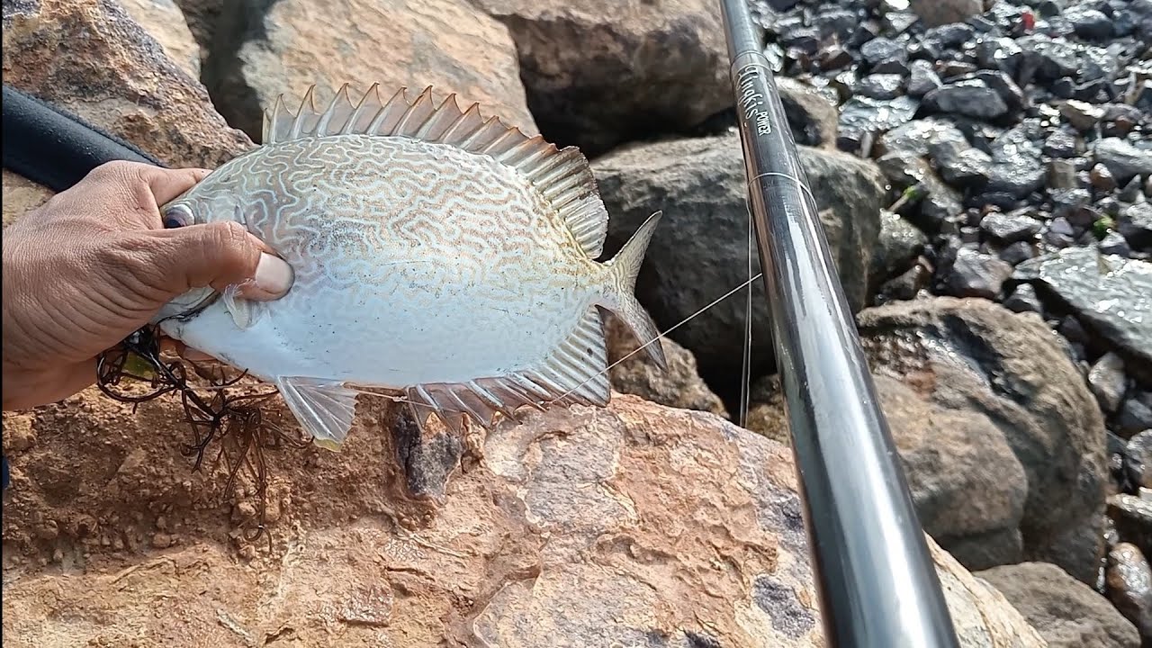 mancing baronang orang JAPAN pun akan heran melihat orang Indonesia mancing pakai lumut