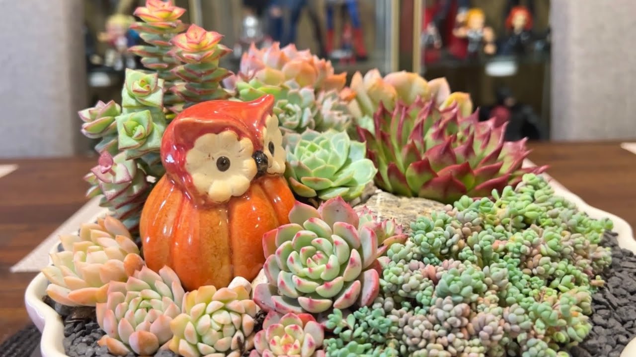 A Year Old Succulent Arrangement Makeover