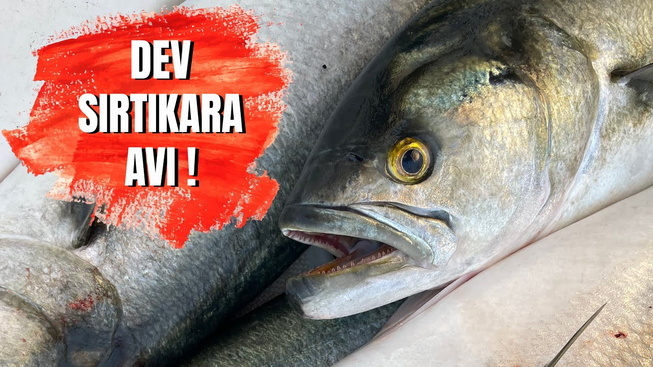 Sırtıkara'nın canlı vuruş anı.. Kesintisiz Kofana avı / 4K