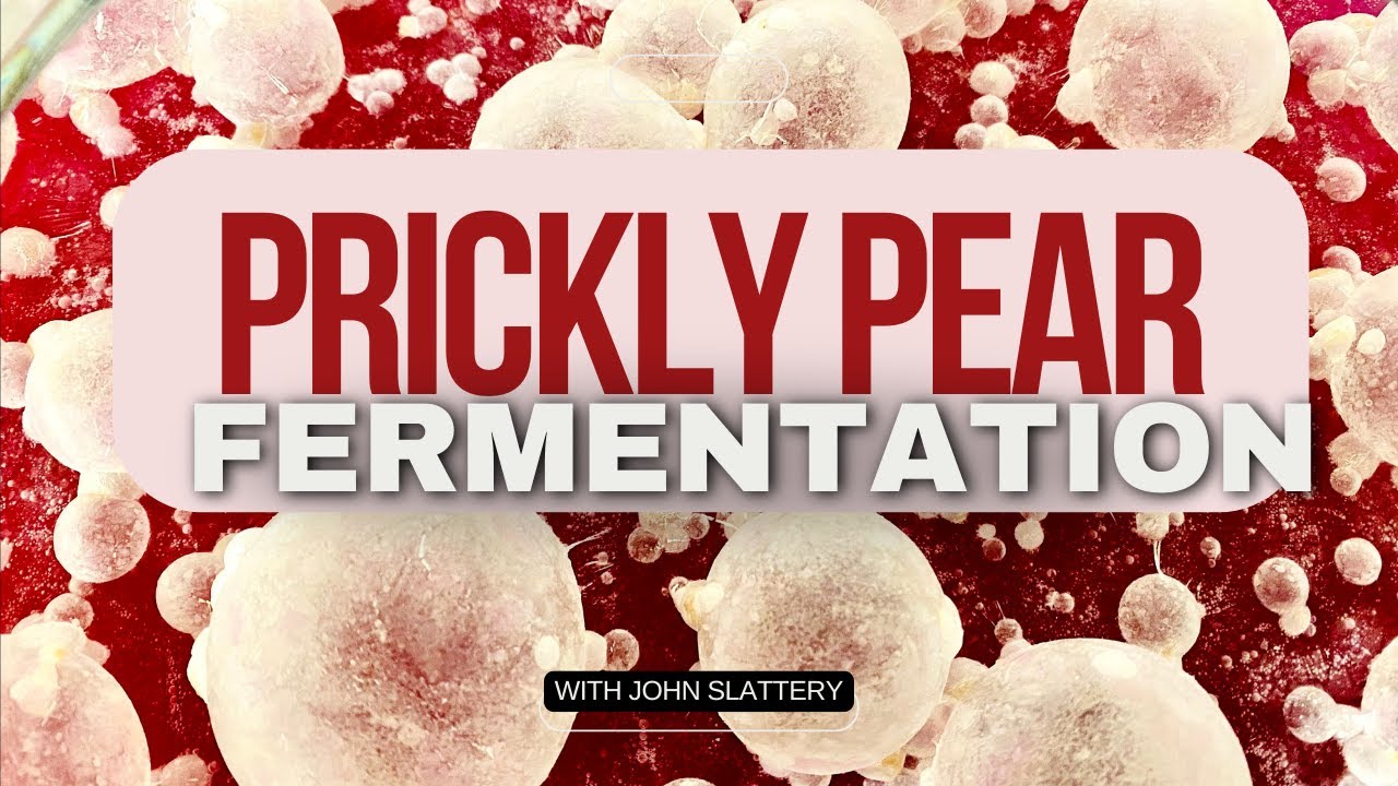 Prickly Pear Fermentation