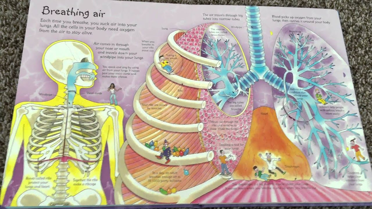 Usborne See Inside Your Body/Look Inside Your Body comparison