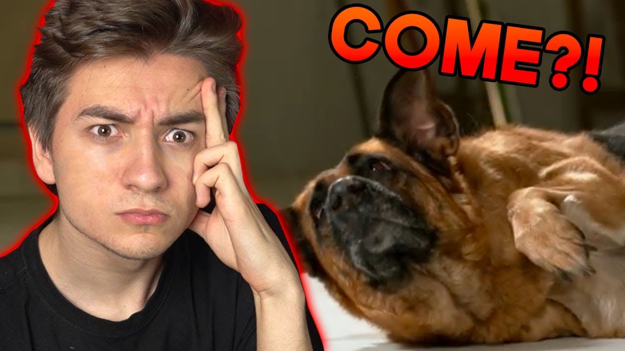 Come Fanno i Cani ad ALZARSI COSI VELOCEMENTE? (Slow Motion)