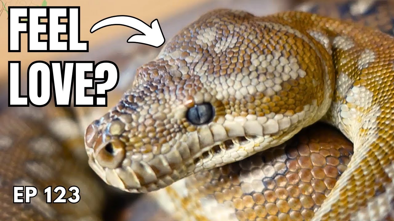Do Reptiles Have Feelings?