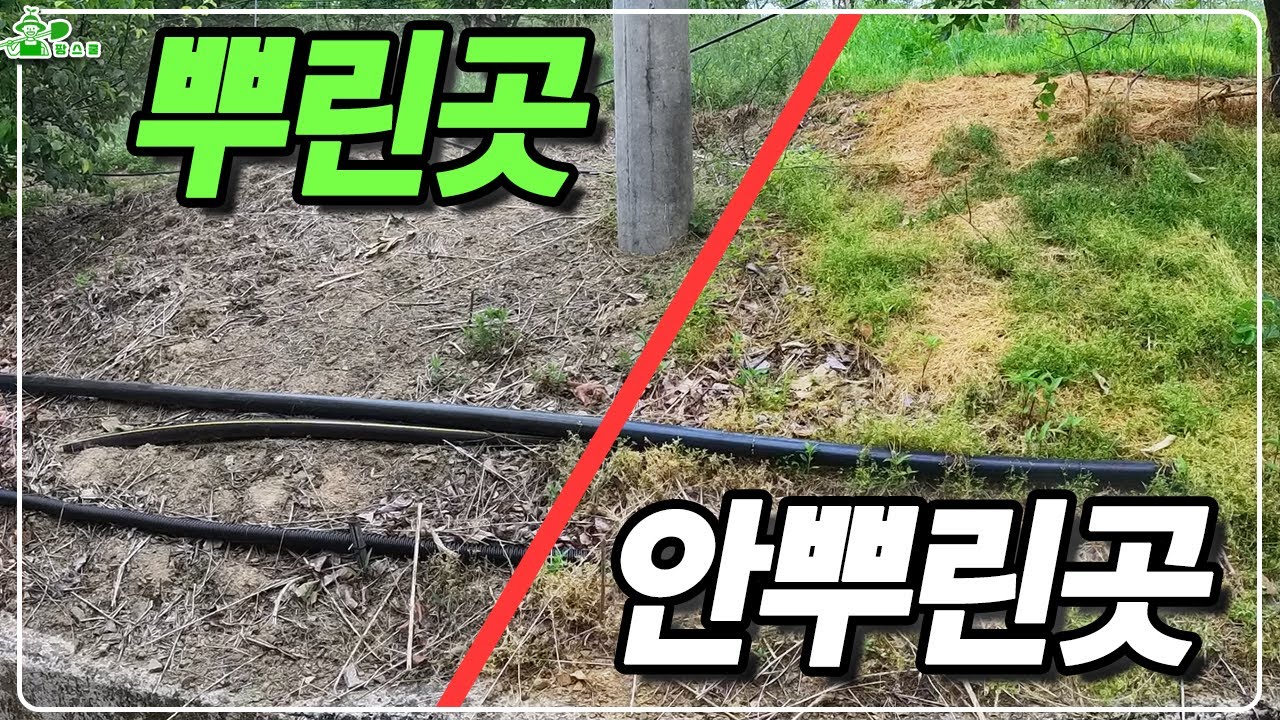 180일 동안 잡초가 안자란다 ㅣ 안하면 손해 ㅣ 제초 안하는 방법