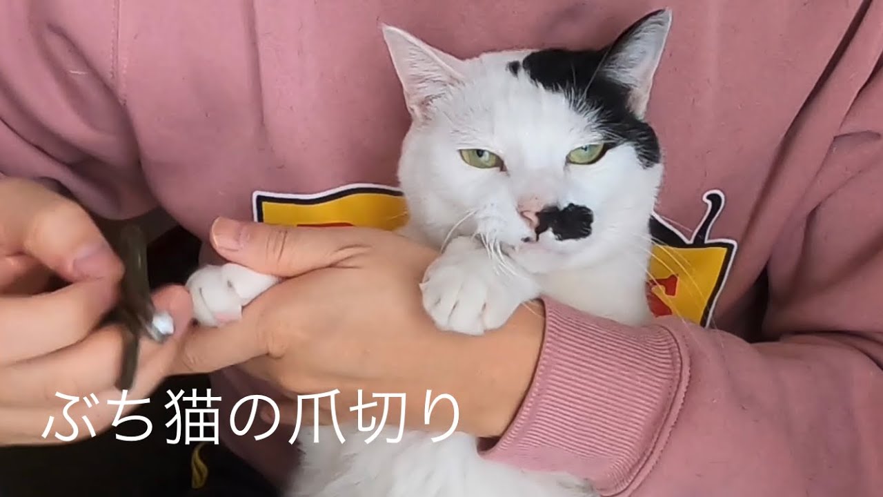 【㊗︎猫の日】気分じゃなく時間のかかったぶち猫の爪切り| Cat Nail Trimming Log（2026/02/22）