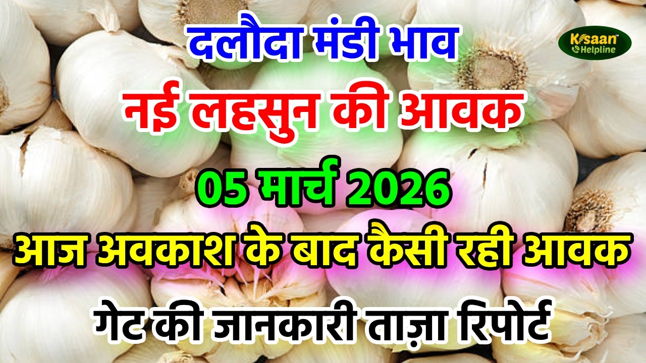 आज 5 मार्च 2026 दलौदा मंडी लहसुन की आवक और गेट की स्थिति जानिए ताजा रिपोर्ट | dalodamandi