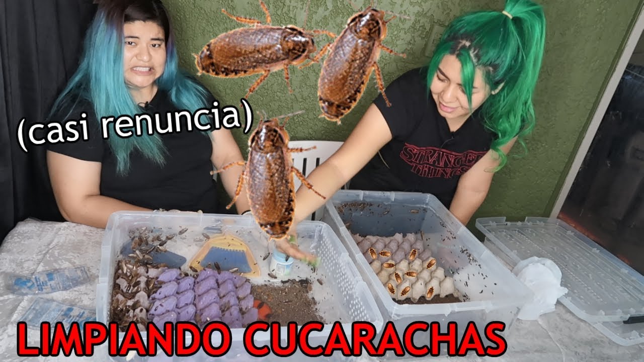 TORTURANDO A DANI CON 1,000 CUCARACHAS (alimento de mis reptiles) 😆😈