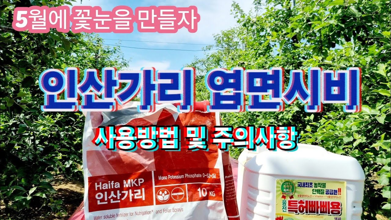 인산가리 엽면시비/꽃눈분화 촉진 시켜서 내년 꽃눈 지금 만들자