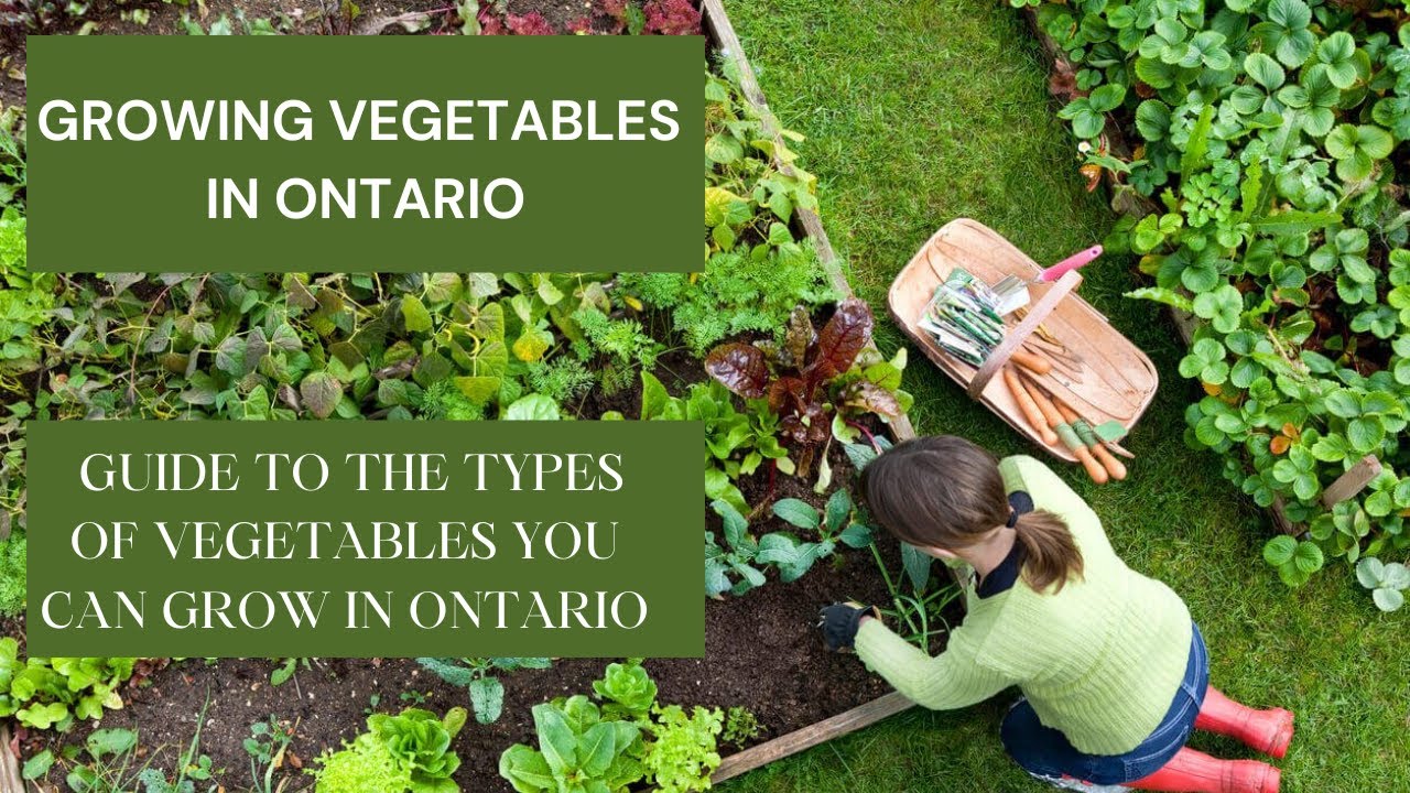 Growing Vegetables in Ontario | Canada | Grow vegetables at home | 2025