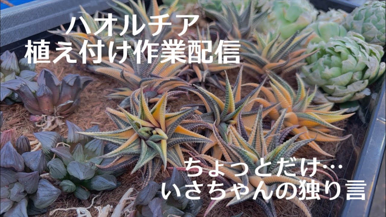 【ハオルチア】植え付け作業配信💖ちょっとだけ✨【いさちゃんの独り言】
