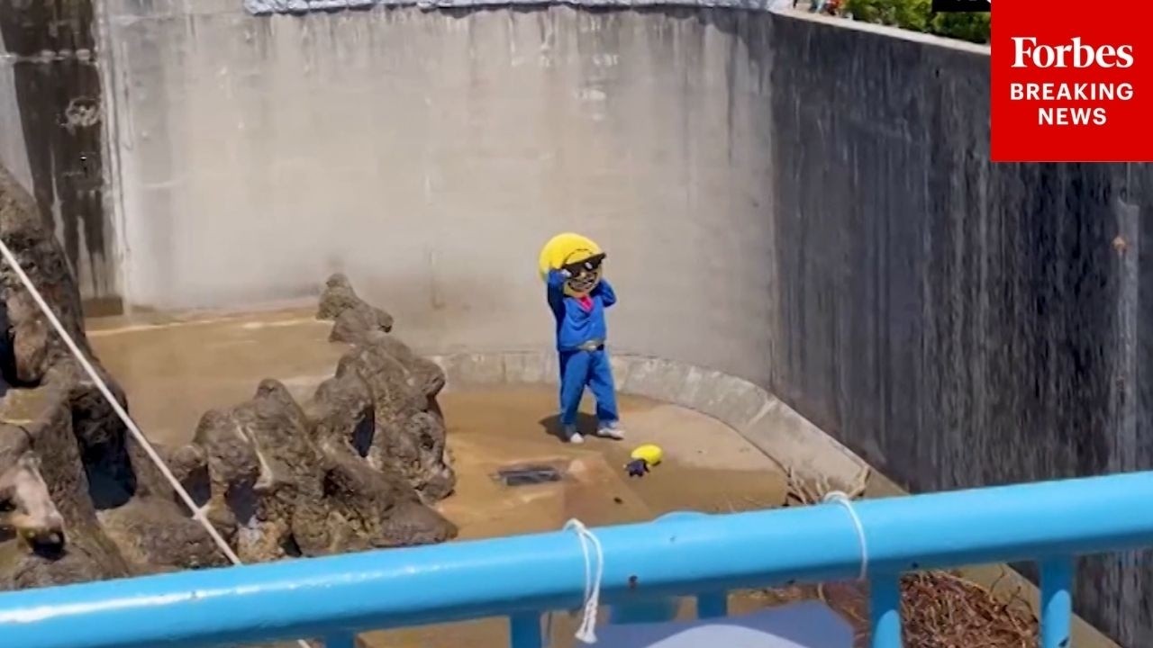 Americans Arrested After Climbing Into Punch The Monkey's Enclosure In Ichikawa Zoo, Japan