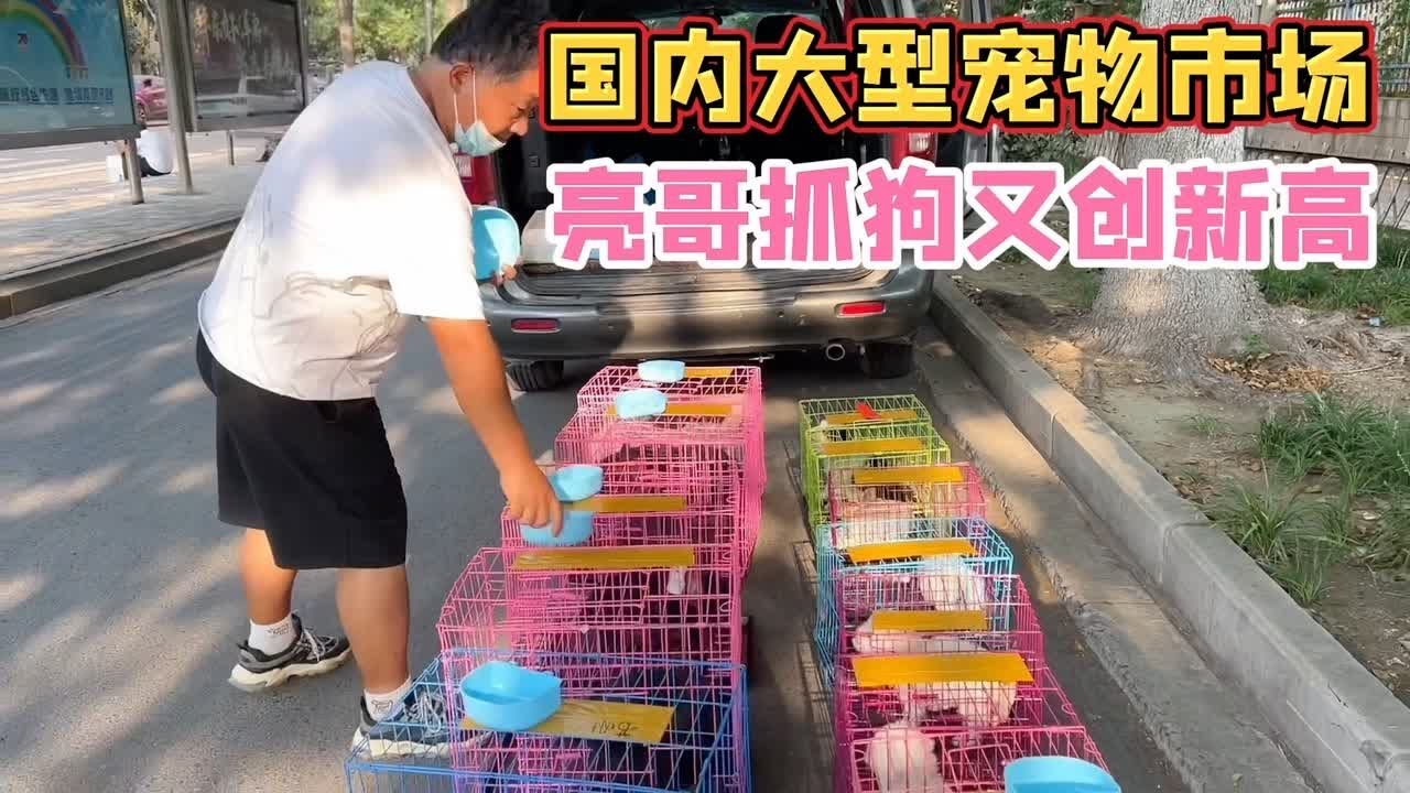 国内大型宠物市场，亮哥抓狗又创新高，代购“一哥”称号谁与争锋 #宠物市场