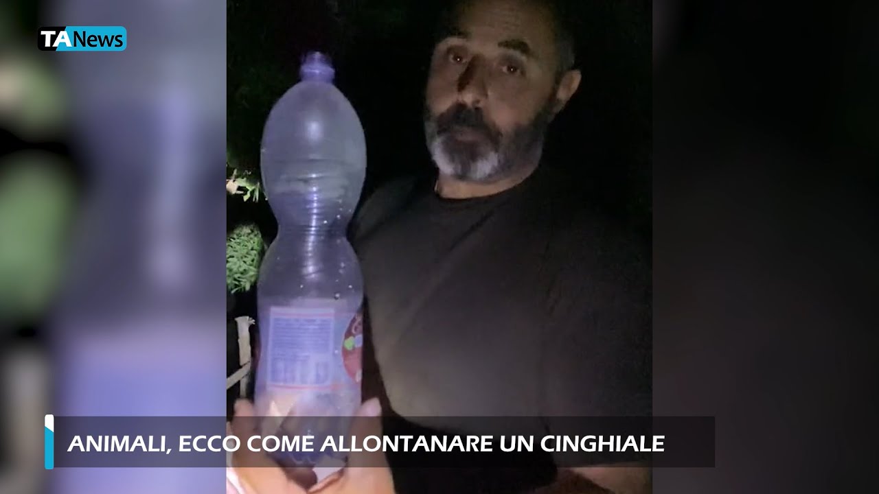 Animali, ecco come allontanare un cinghiale