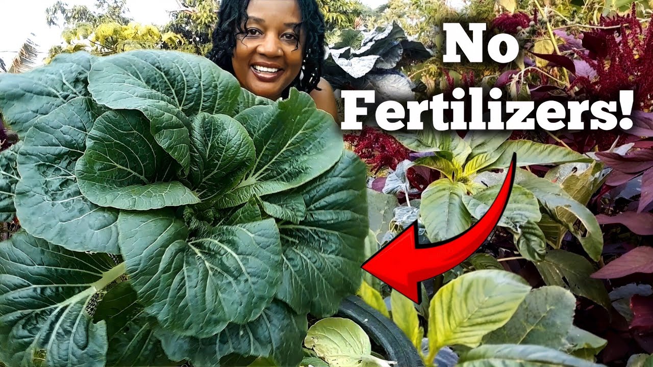 How To Grow HUGE PAKCHOY/BOKCHOY with NO FERTILIZERS