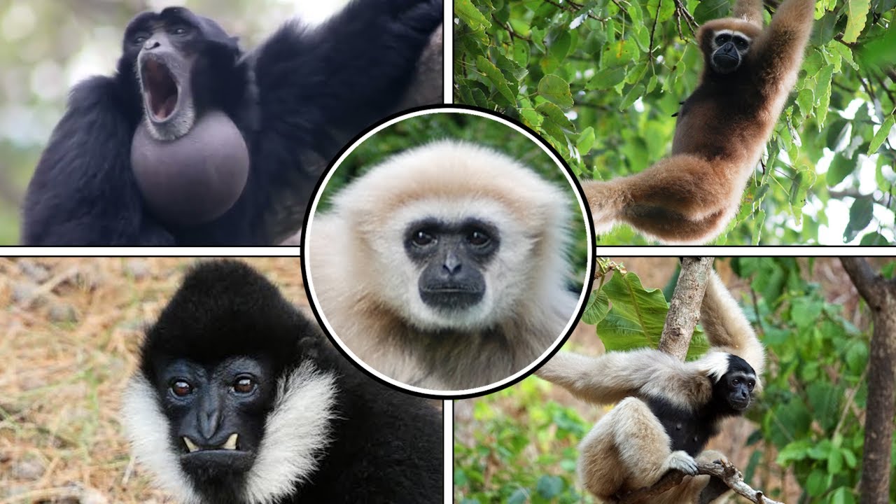 Nature - All Gibbon Sounds