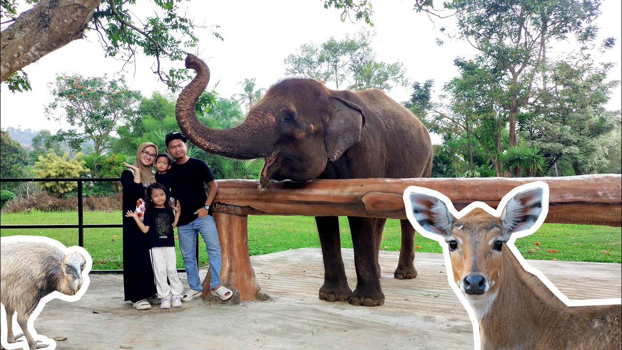 Kasih Makan Gajah, Lihat Rusa, Beruang Madu, Sitatunga, Buaya, dan Nilgai - Taman Satwa Lembah Hijau