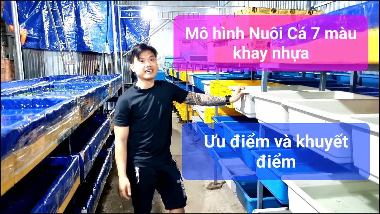 Mô hình nuôi cá 7 màu khay nhựa ưu điểm và khuyết điểm...