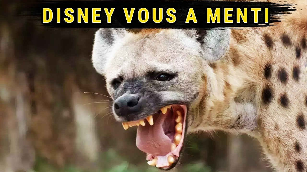 Pourquoi Les Hyènes Sont Les Héros Et Les Lions Les Méchants