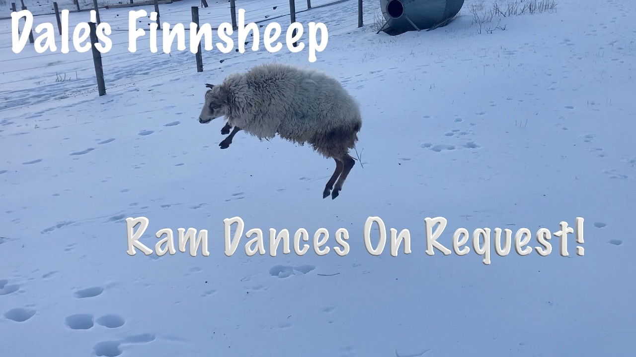 Hickory, My Finnsheep Ram Dances on Request