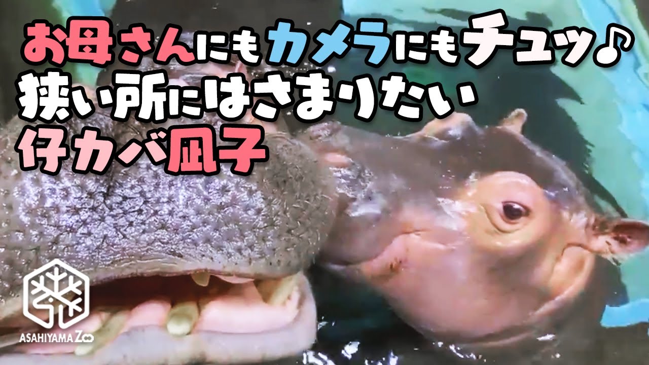 【旭山動物園】お母さんにもカメラにもチュッ♪狭いところに挟まりたい仔カバ凪子 Love-bug baby hippo, Nagiko, kisses her mommy and the camera!
