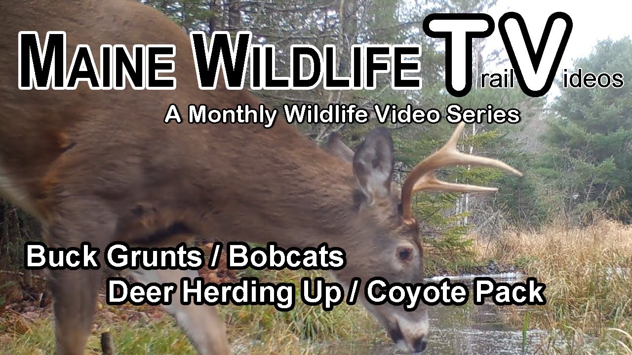 Buck Grunts/Bobcats/Deer Herd/Coyote Pack/Maine Wildlife Trail Video