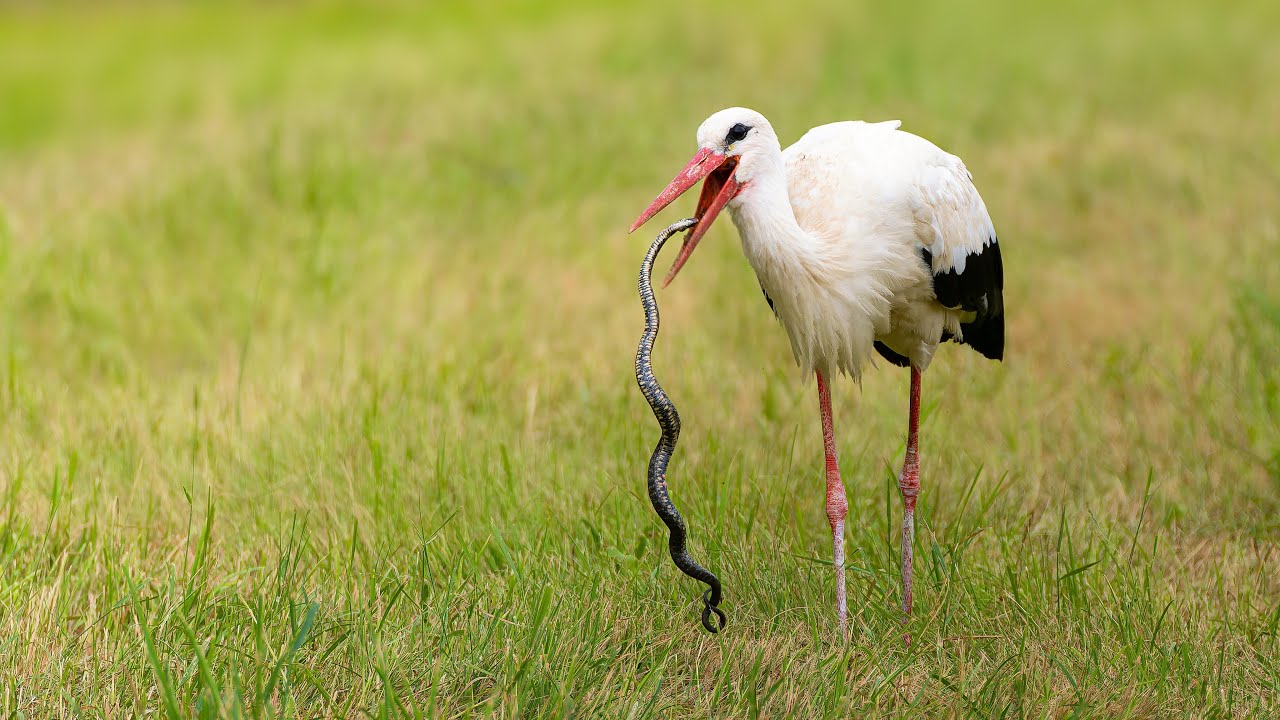 Č&aacute;p s užovkou podplamatou | Stork VS snake
