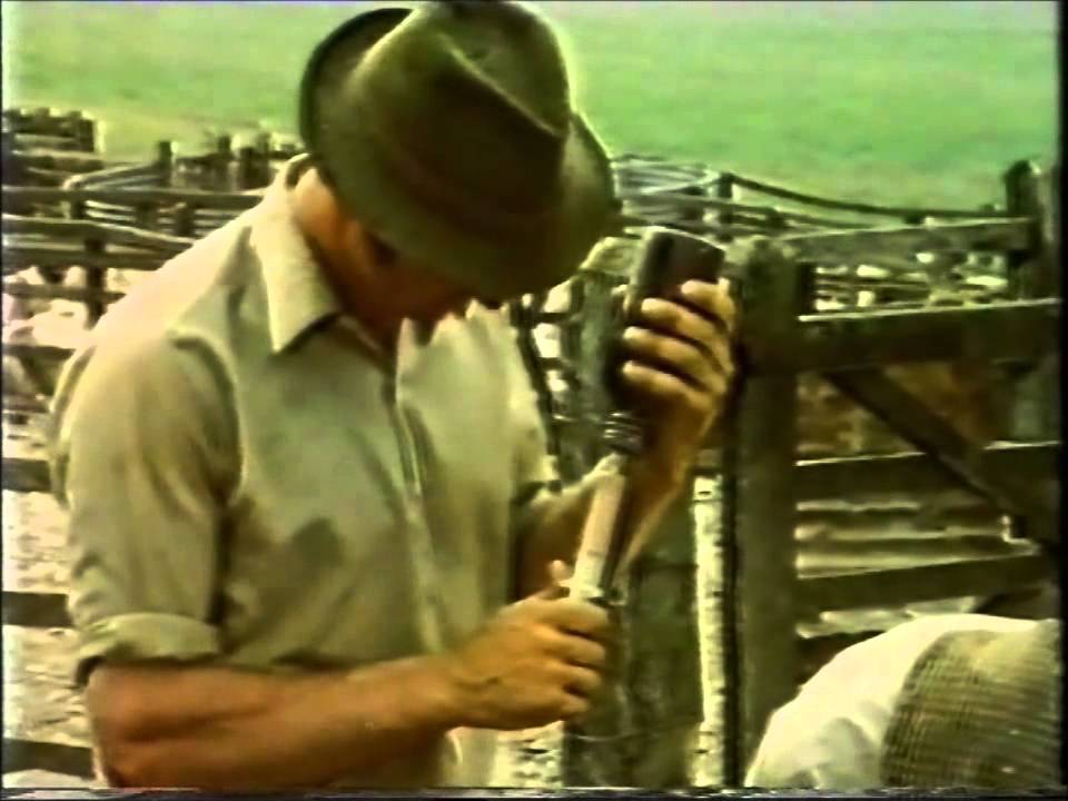 Shepherd (BBC 1976)