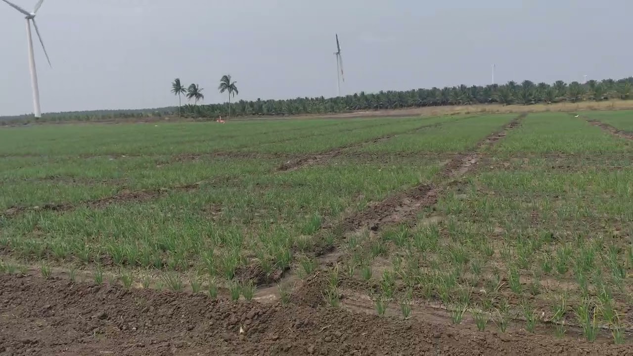 மொத்தம் 30 ஏக்கர் ஒரு ஏக்கர் விலை 38 லட்சம் மட்டுமே நெகமம் அருகில்#farmland #land #agriculture 