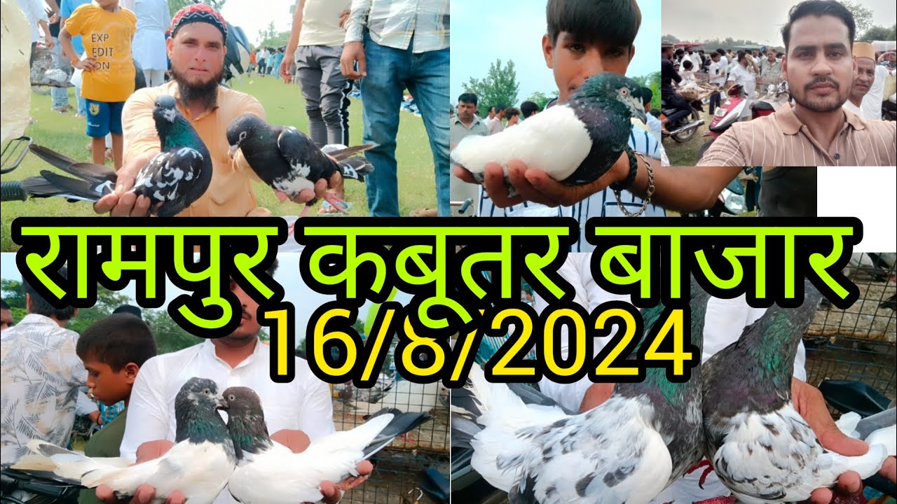 रामपुर कबूतर बाजार Rampur Kabootar barjar 16/8/2024