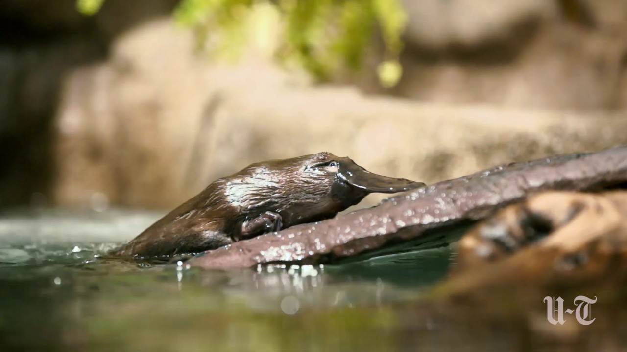 Platypuses debut at the San Diego Zoo Safari Park