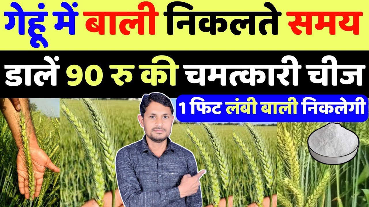 गेहूं में बालियां लंबी कैसे करें | gehu ki bali lambi kaise kare | gehu ka utpadan kaise badhaye