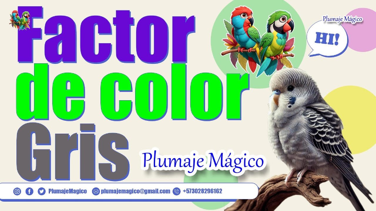 Factor de color Gris | Periquitos Australianos | Plumaje Mágico